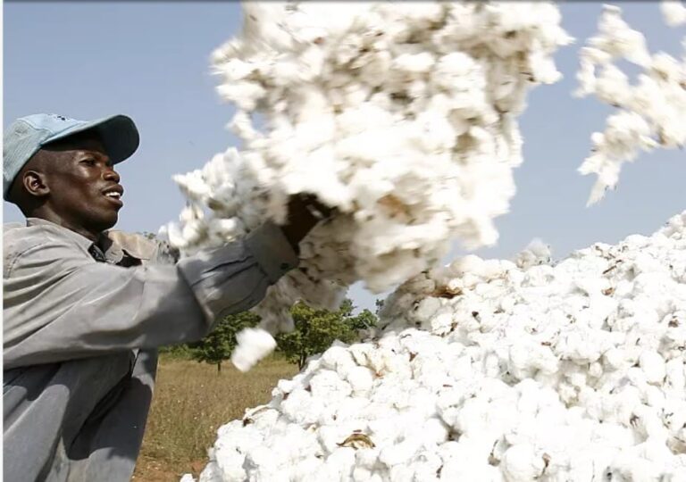 GADC Cotton